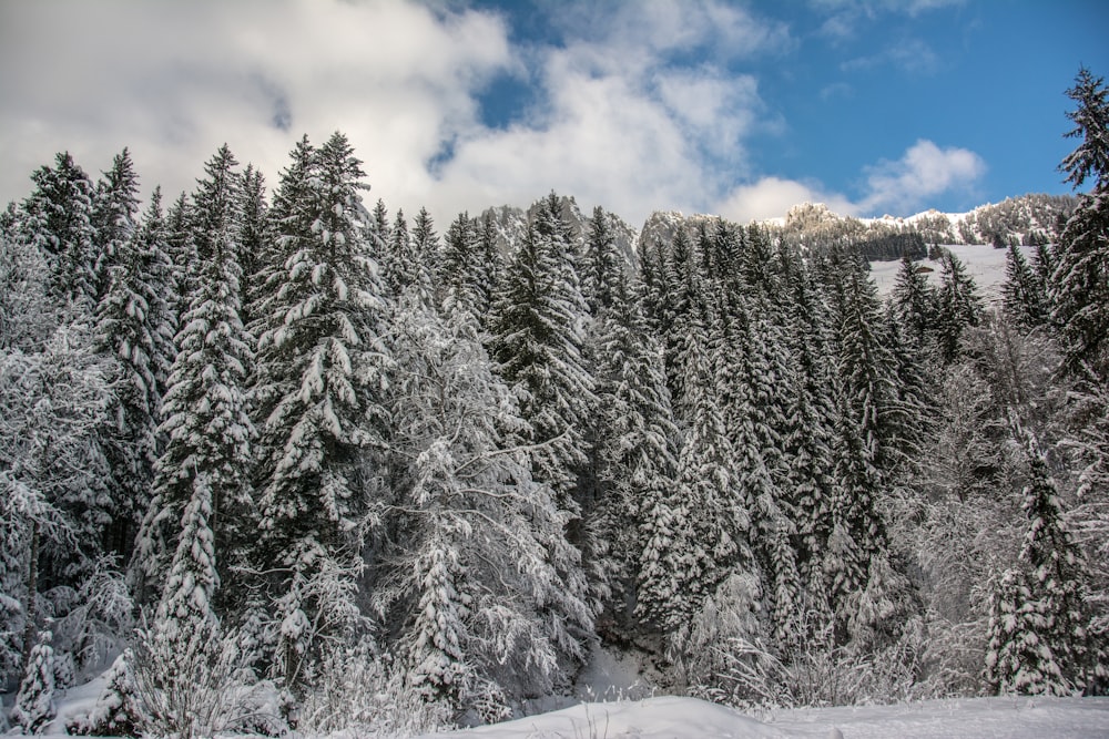 a snowy forest with trees