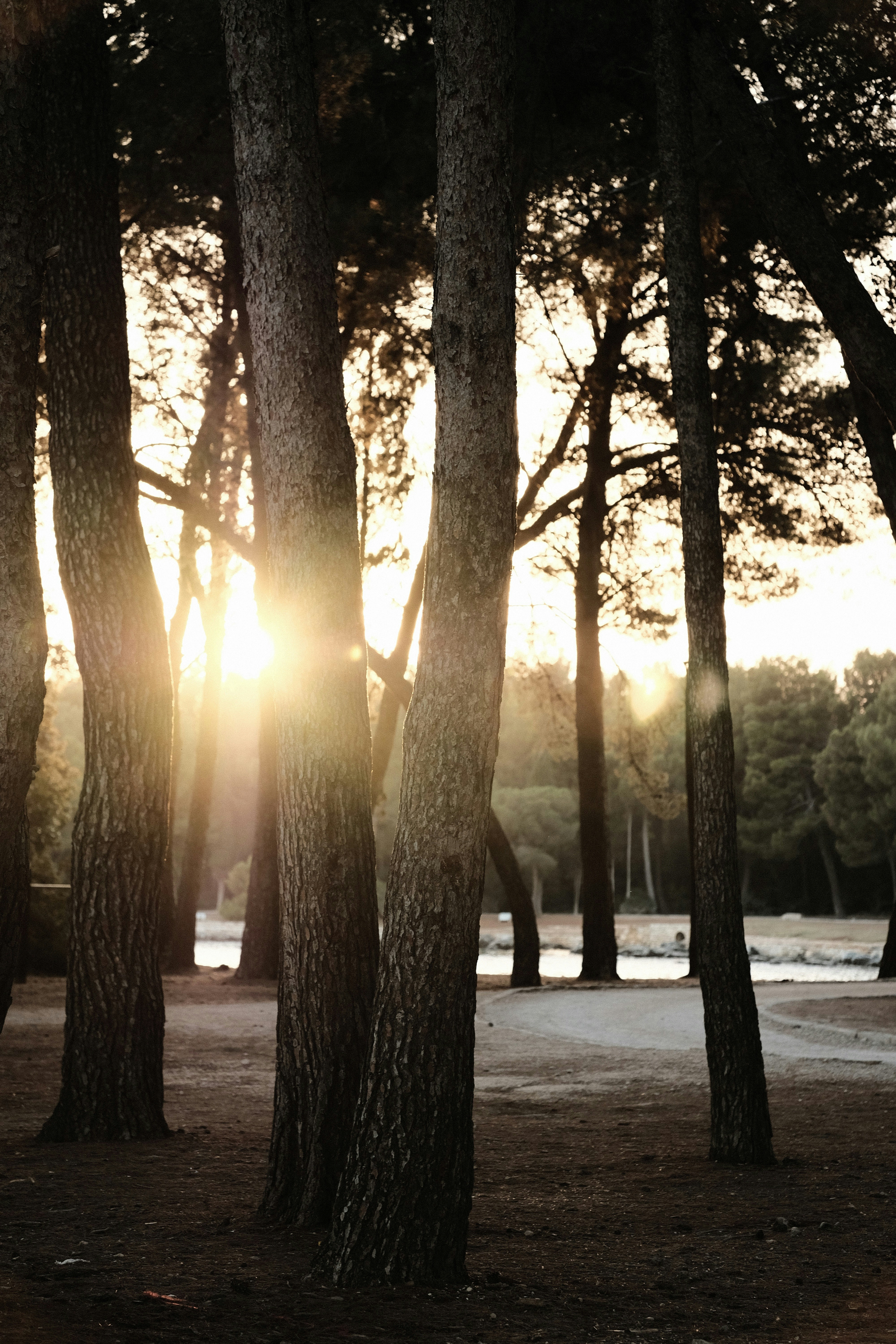 a group of trees with the sun behind them