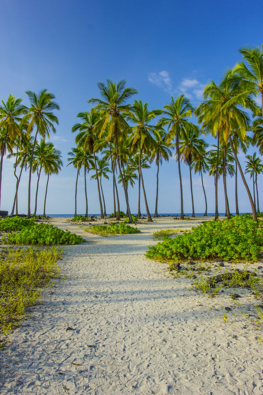 a sandy beach with palm trees