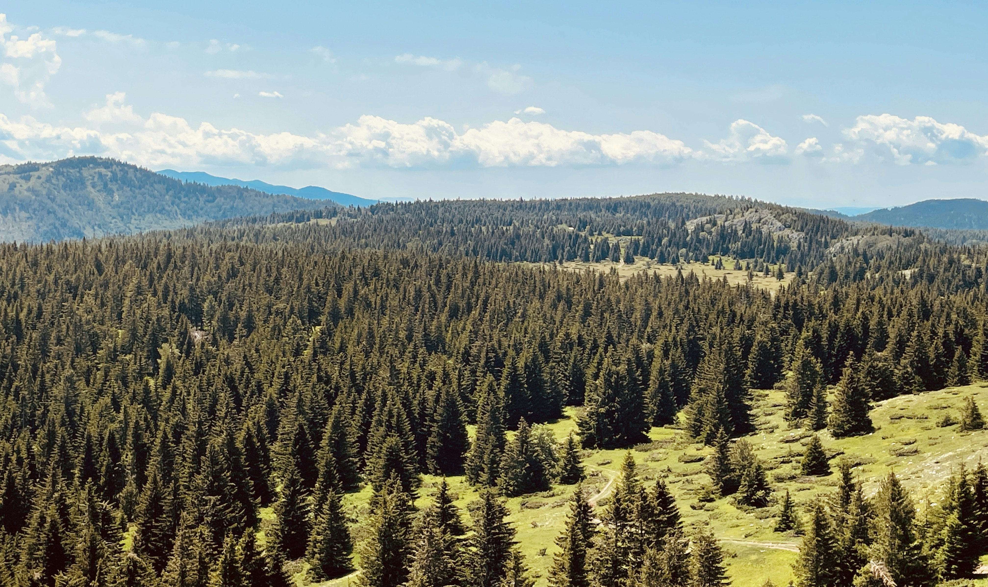 Choose from a curated selection of tree photos. Always free on Unsplash.
