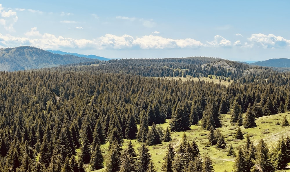 a forest of trees