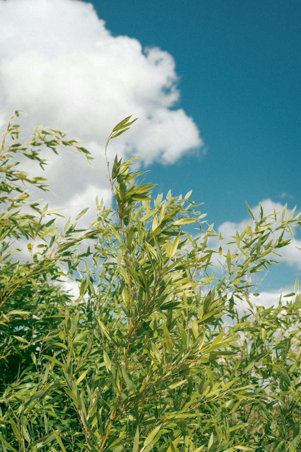 a close-up of some plants