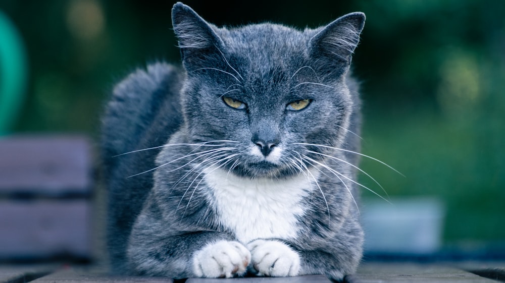 a cat sitting on a bench