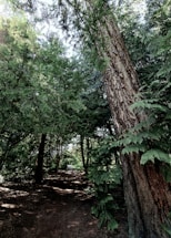 A serene forest path bathed in soft morning light inviting a peaceful walk.