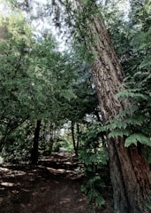 A serene forest path with sunlight filtering through tall trees, inviting for a peaceful walk.