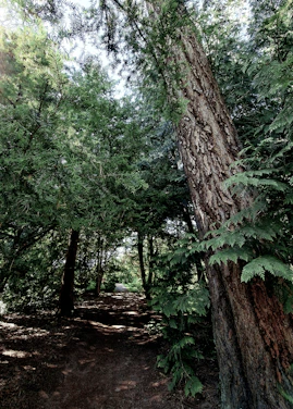 A serene forest path bathed in soft morning light, inviting peaceful reflection.
