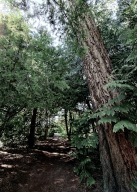 A serene forest path bathed in soft morning light inviting a peaceful walk.