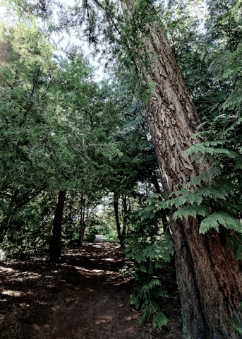 A tranquil forest path bathed in soft morning light, inviting calm and reflection.