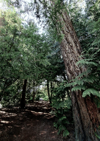 A serene forest path bathed in soft morning light, inviting calm and reflection.
