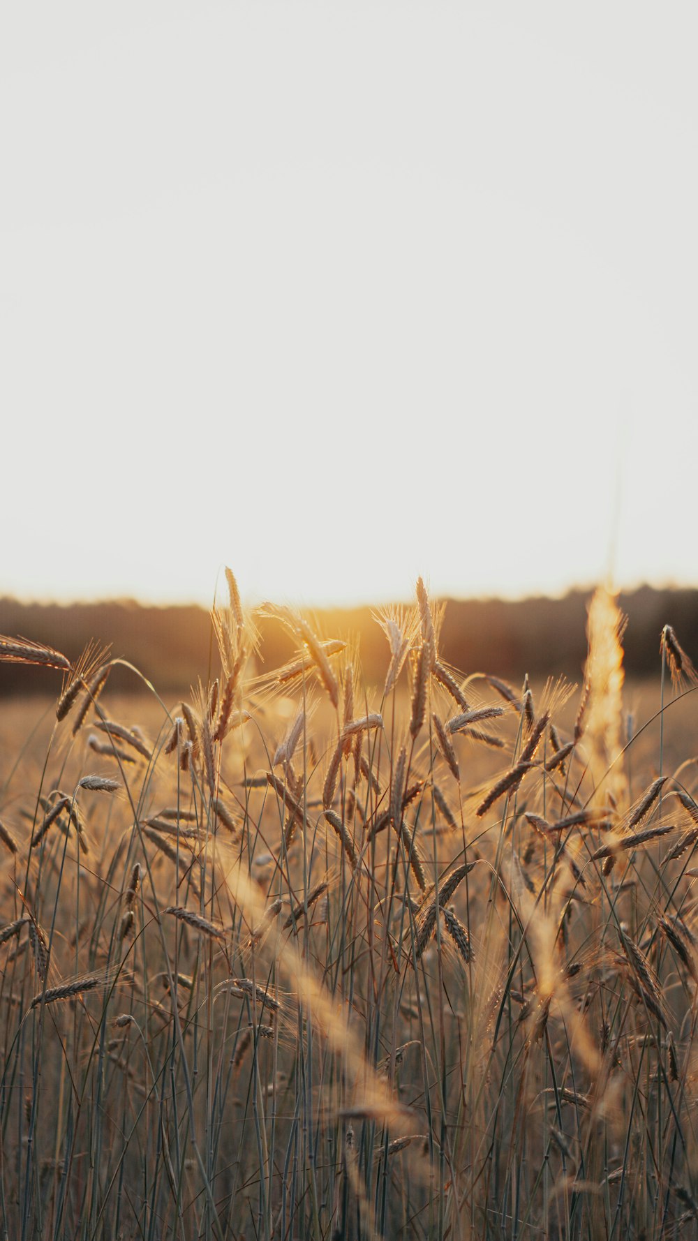 a field of wheat