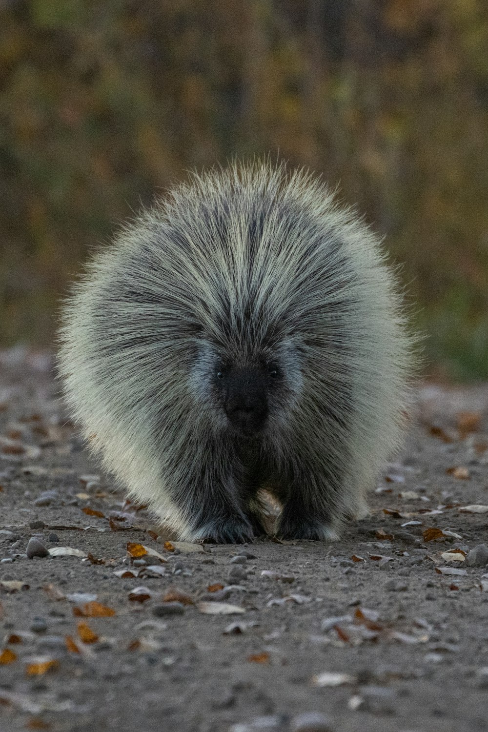 a hedgehog on the ground