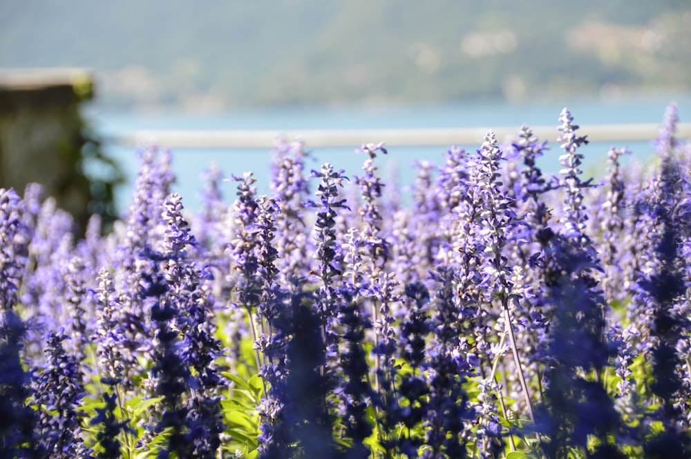 a field of purple flowers