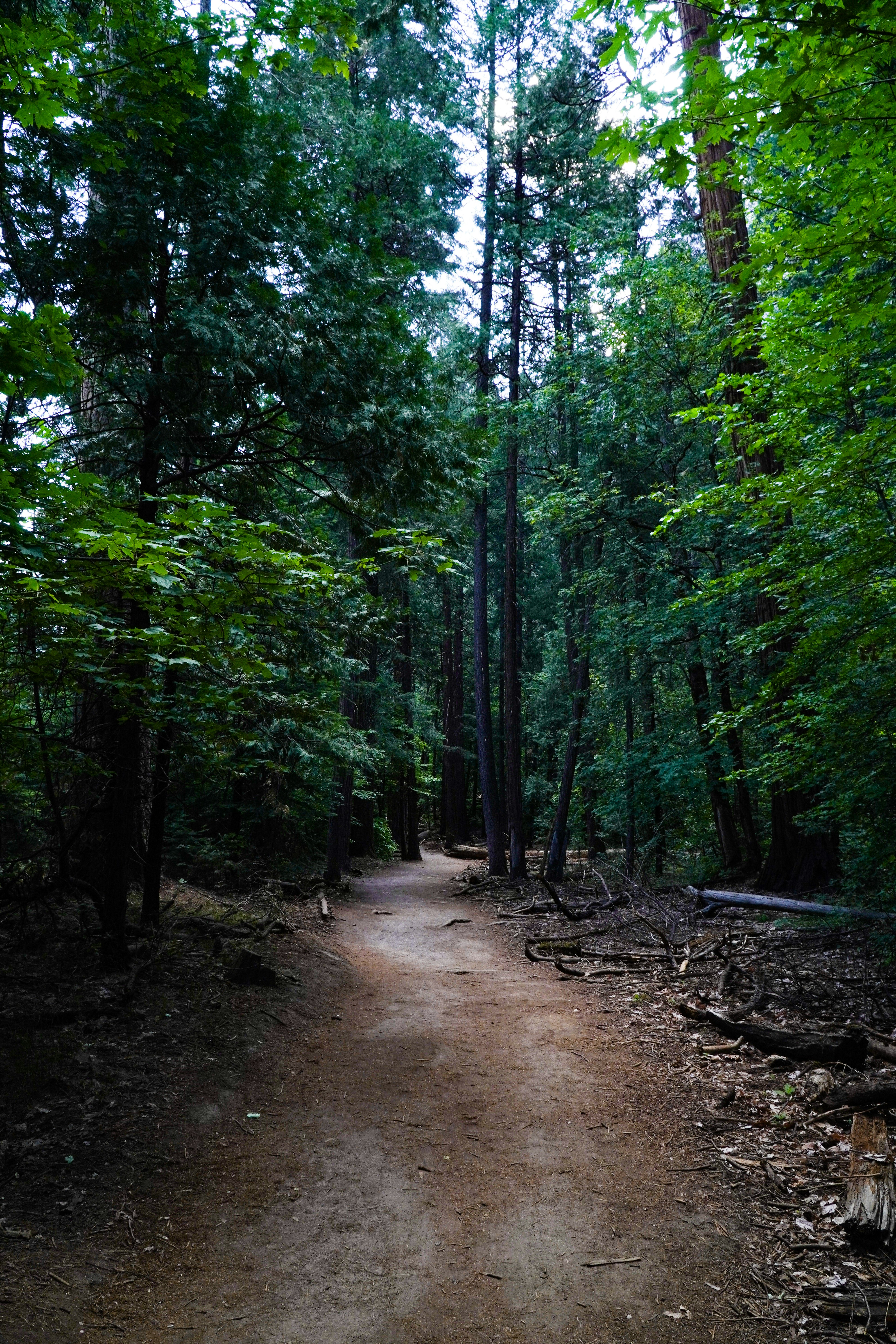 A dirt trail in a forest