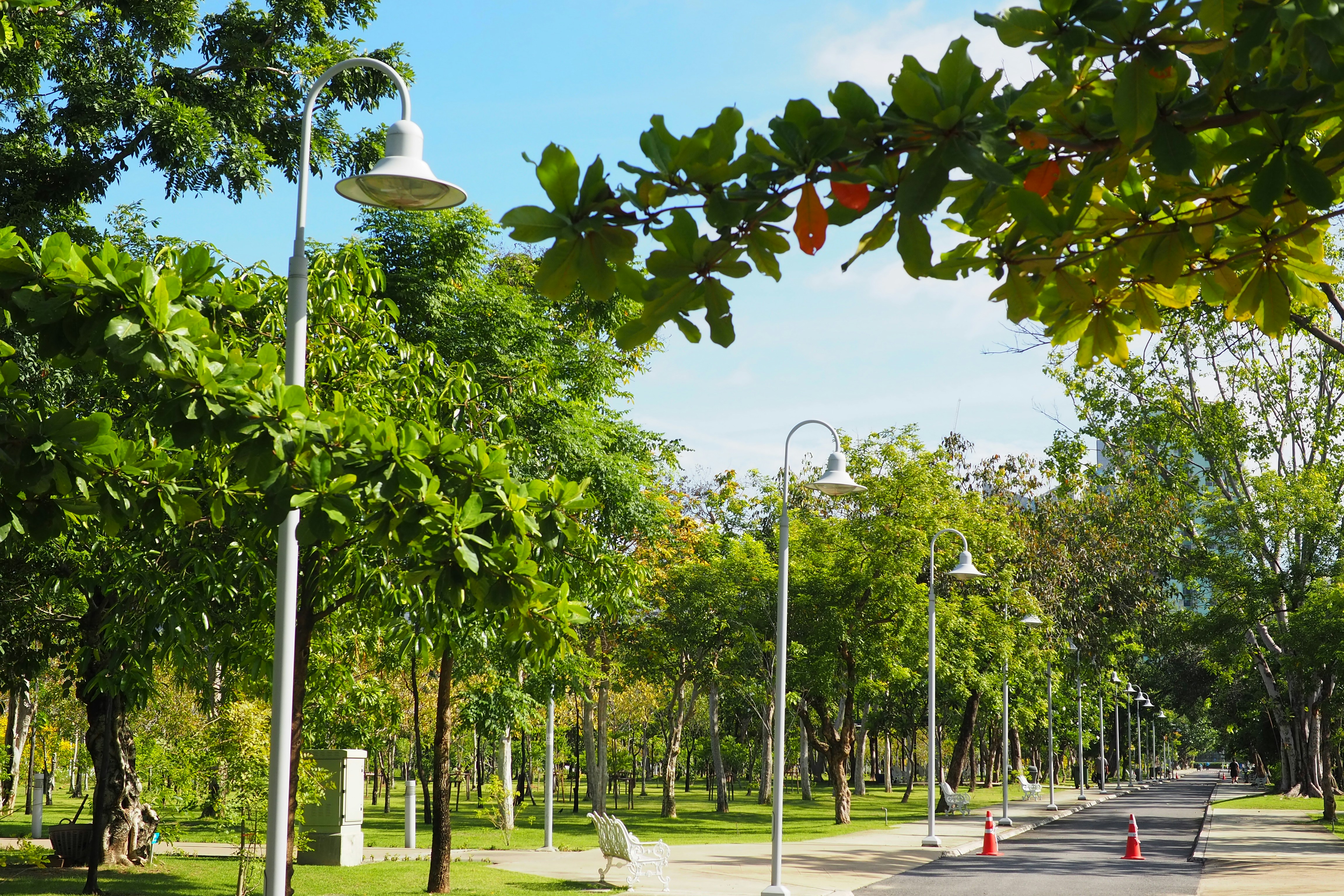 a street with trees and street lights