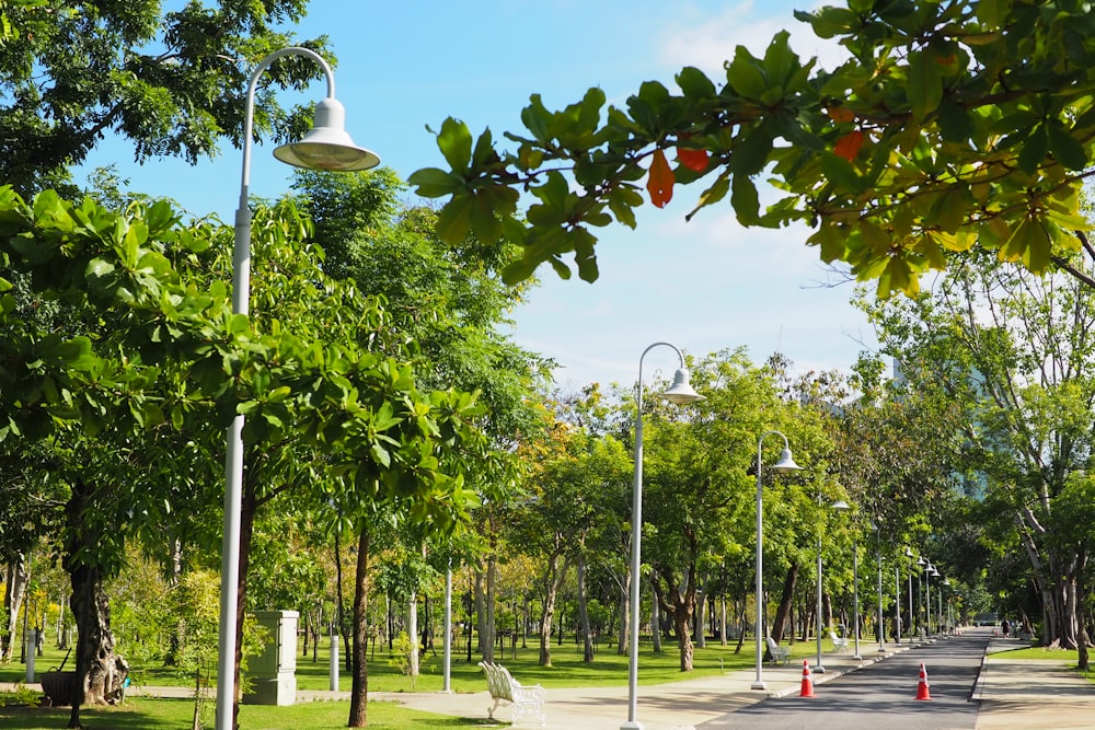 a street with trees and street lights