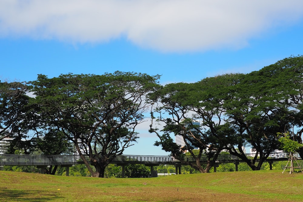 a group of trees in a field