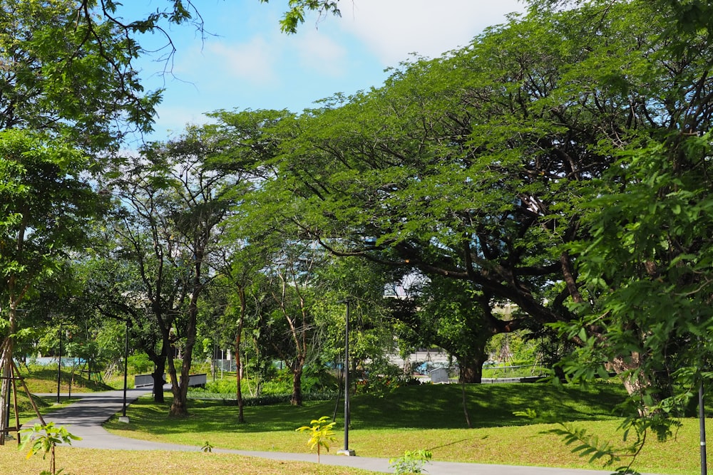 a park with trees