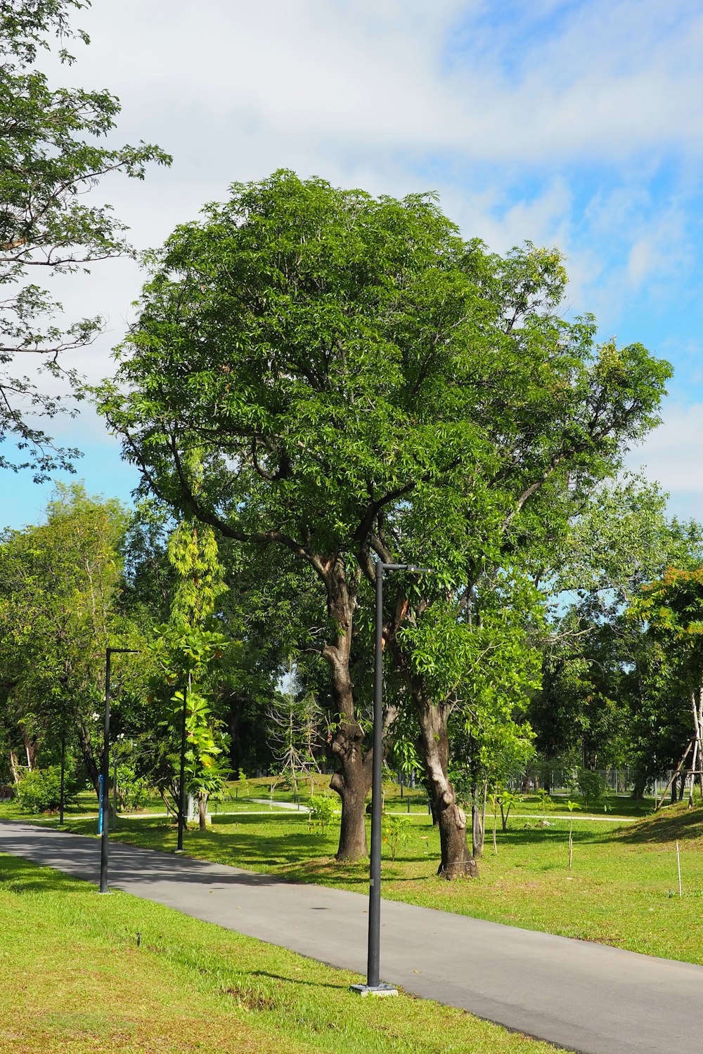 a tree next to a road