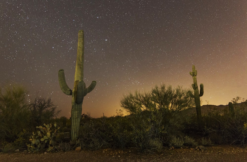 Un cactus in un deserto