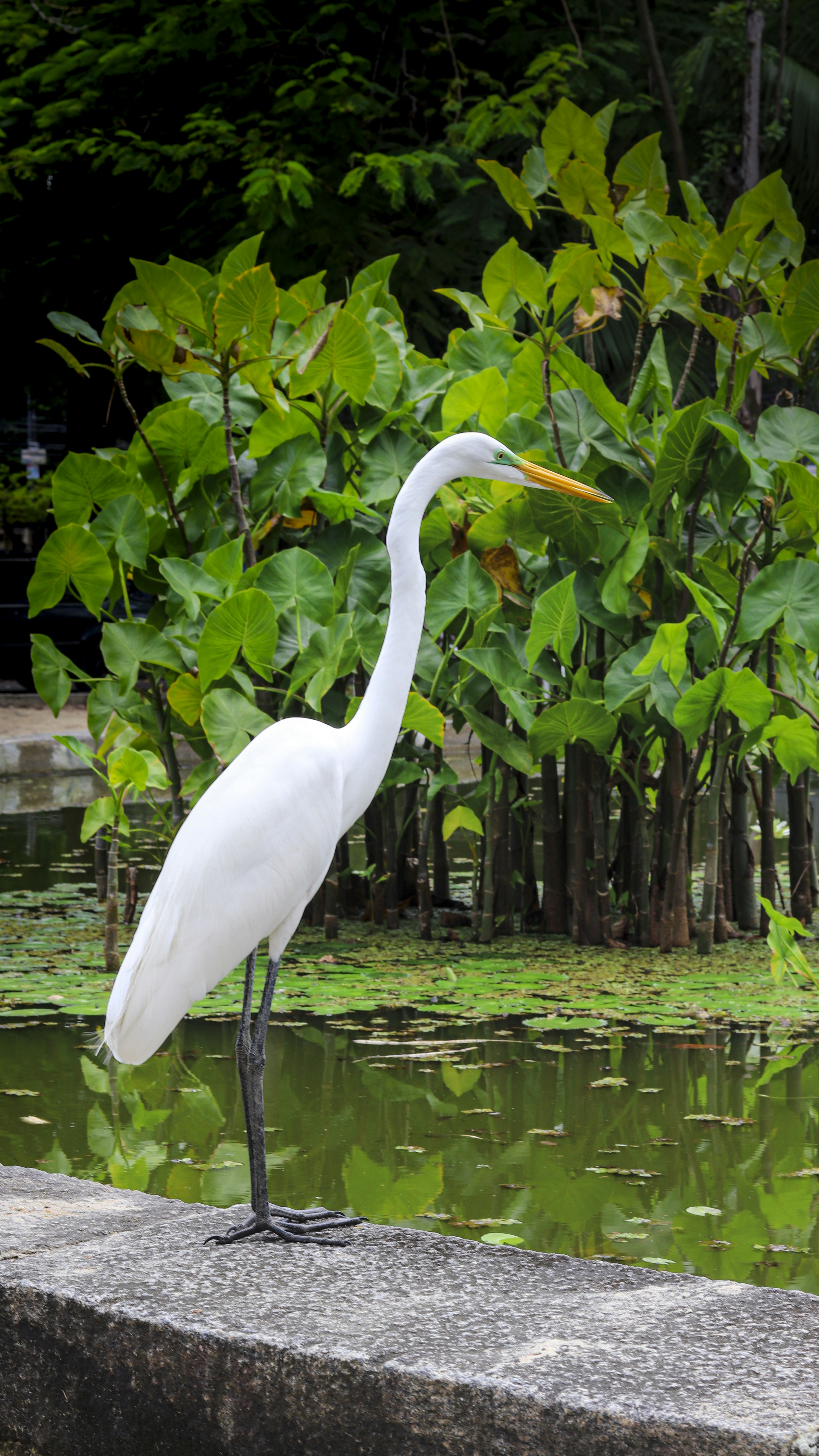 Photo by thiagojapyassu