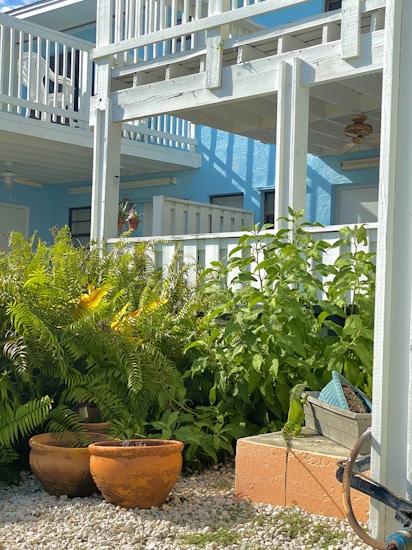 A vibrant garden scene featuring lush green foliage and several terracotta pots on a bed of white gravel. The background displays a blue building with white railings, giving a tropical and relaxed atmosphere. A ceiling fan and some outdoor decor are visible on the building