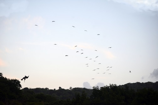 Birds flying over a sustainable farm landscape at dawn