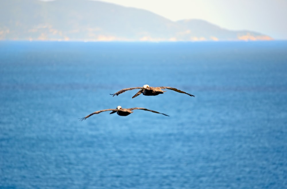 Un couple d’oiseaux volant au-dessus de l’eau