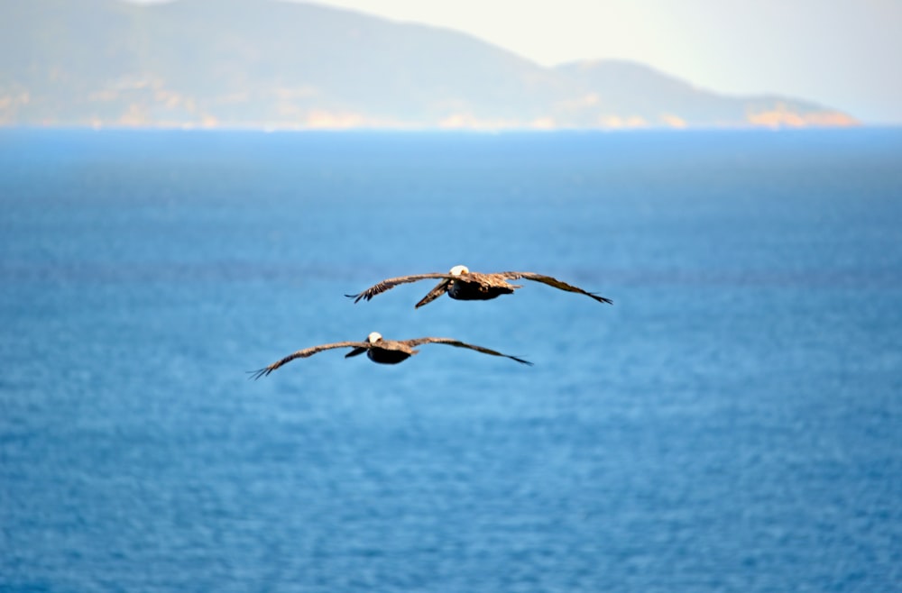 a couple of birds flying over water