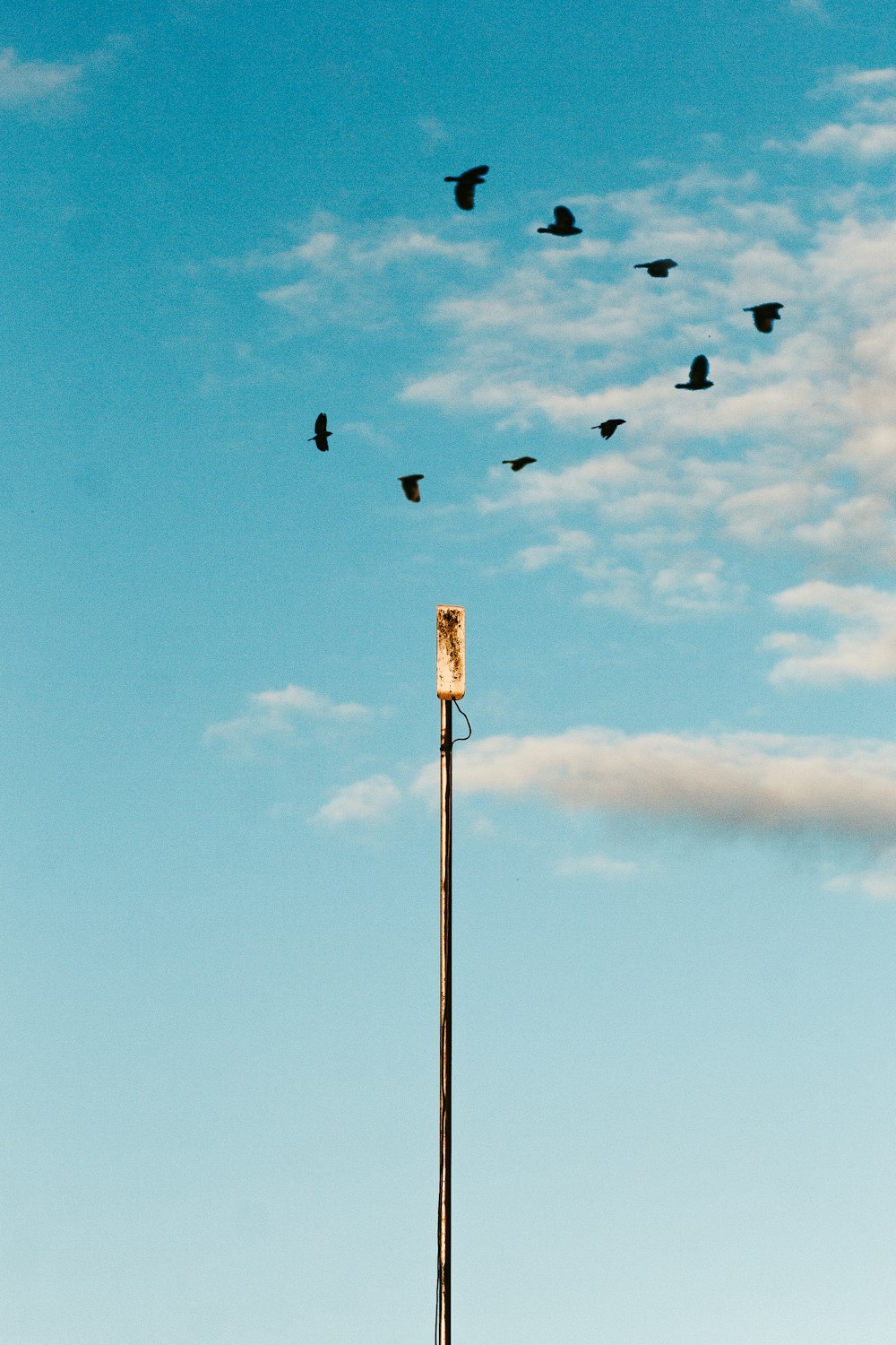 a group of birds fly through the air