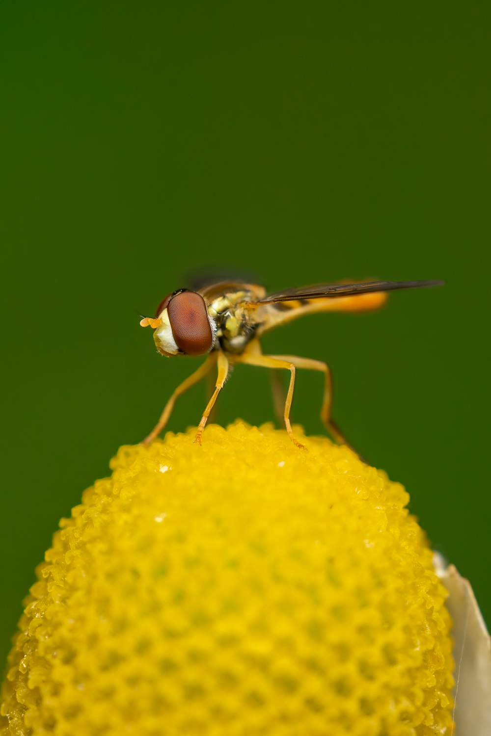 a close up of a fly