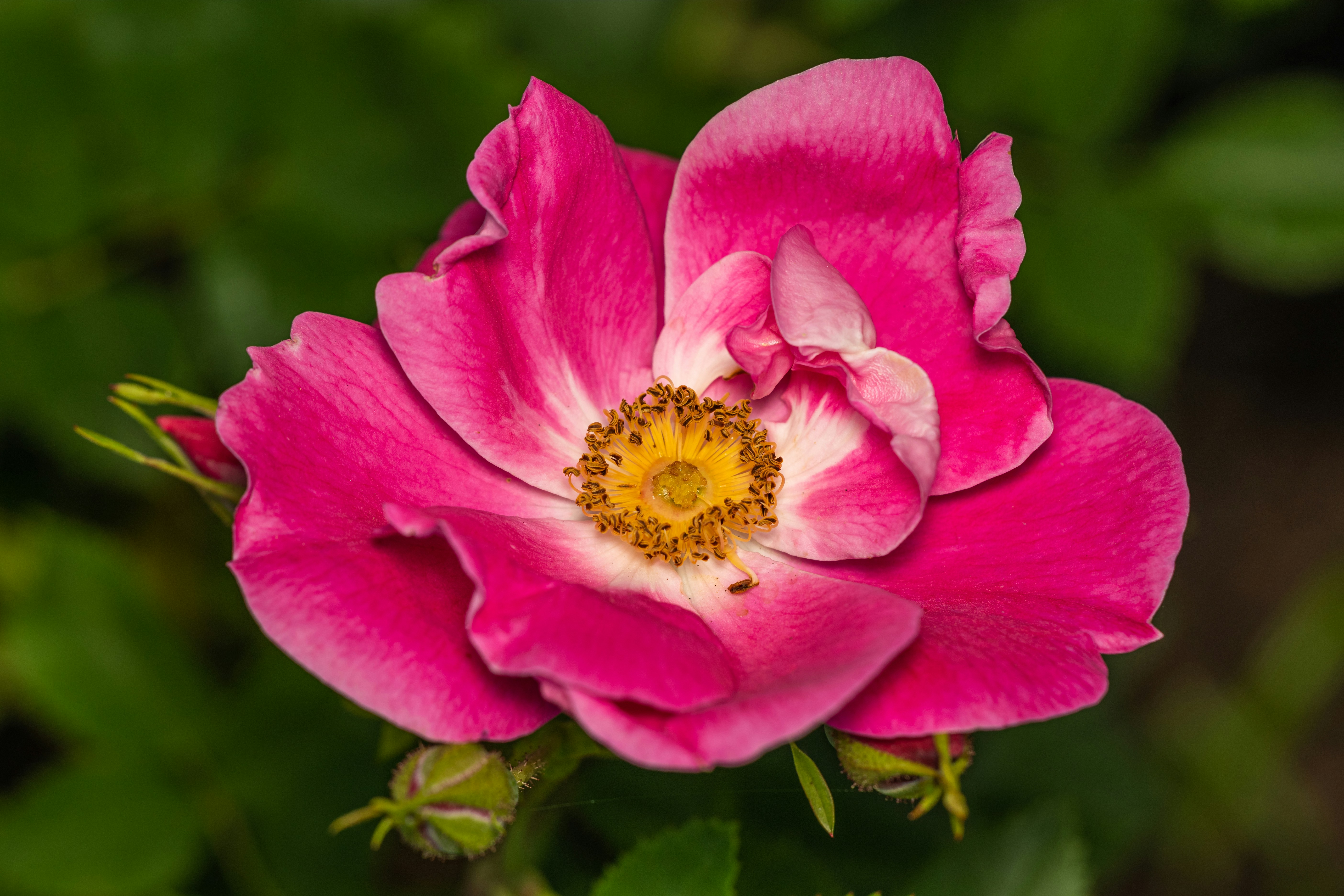 Photo by skylerewing