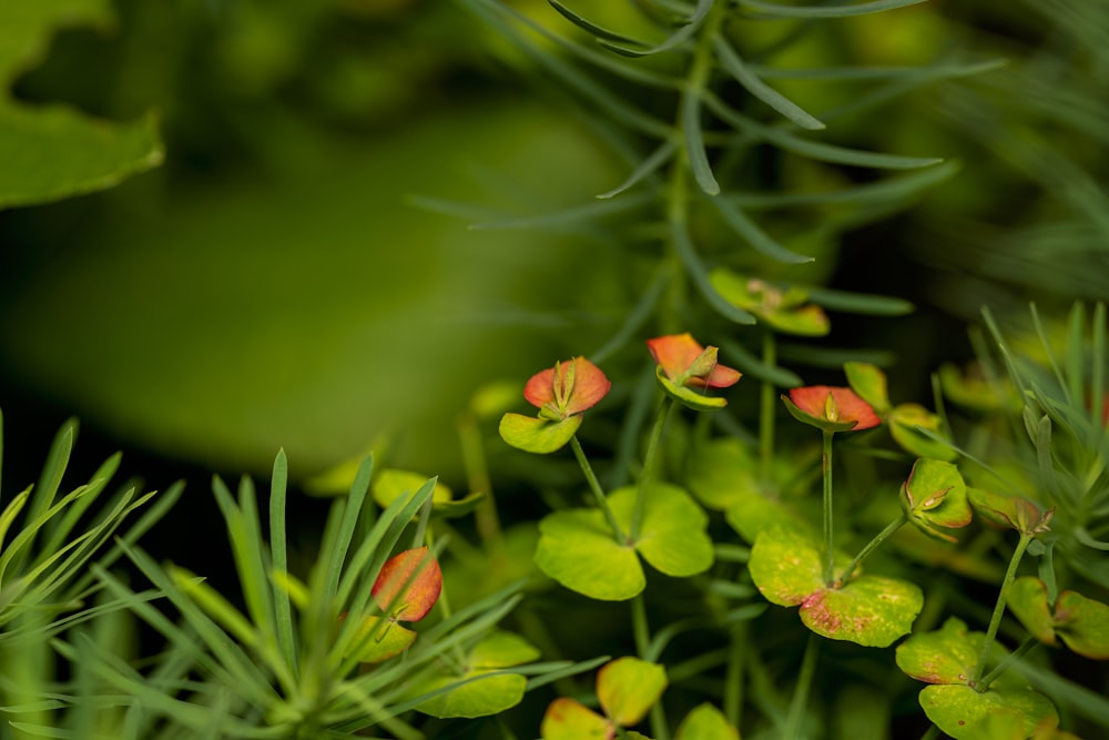 a group of flowers