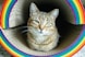 pride cat