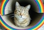 pride cat