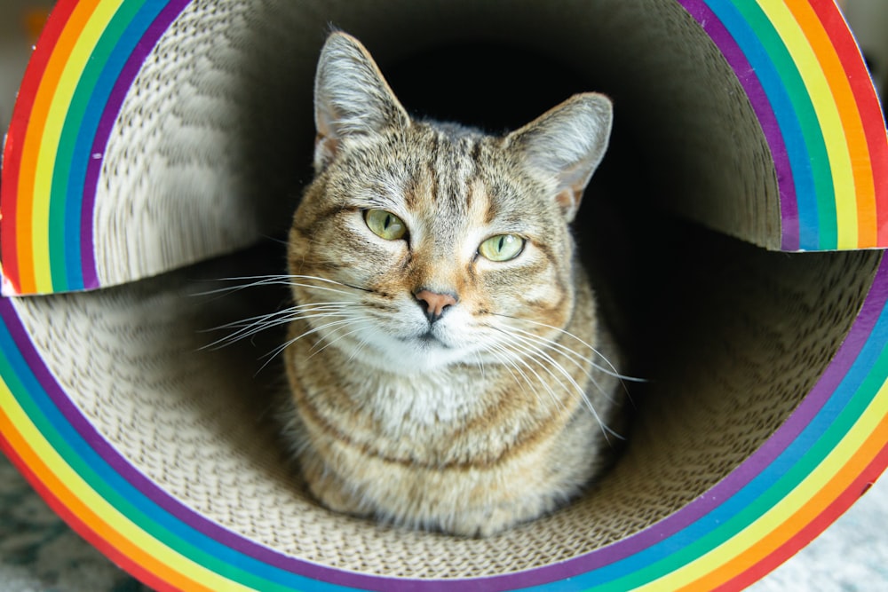a cat lying in a colorful hammock