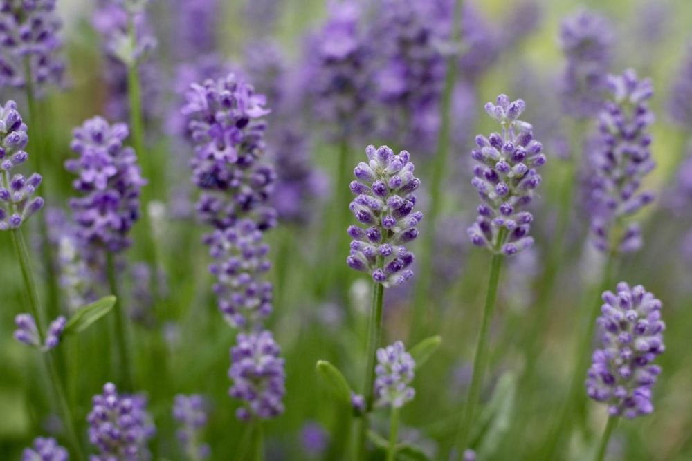 a close up of purple flowers