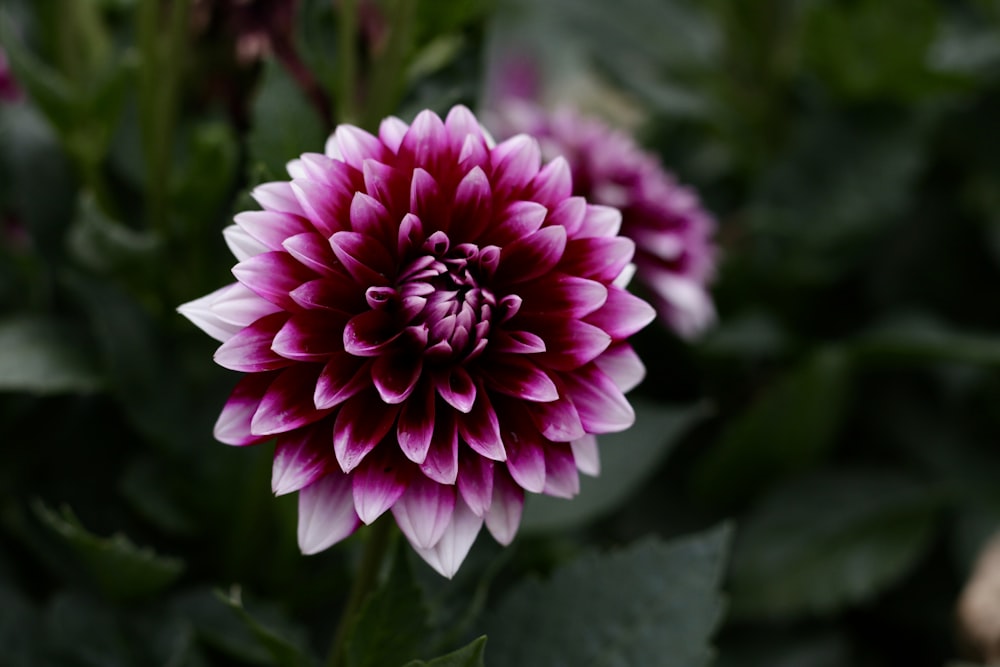 a close up of a flower