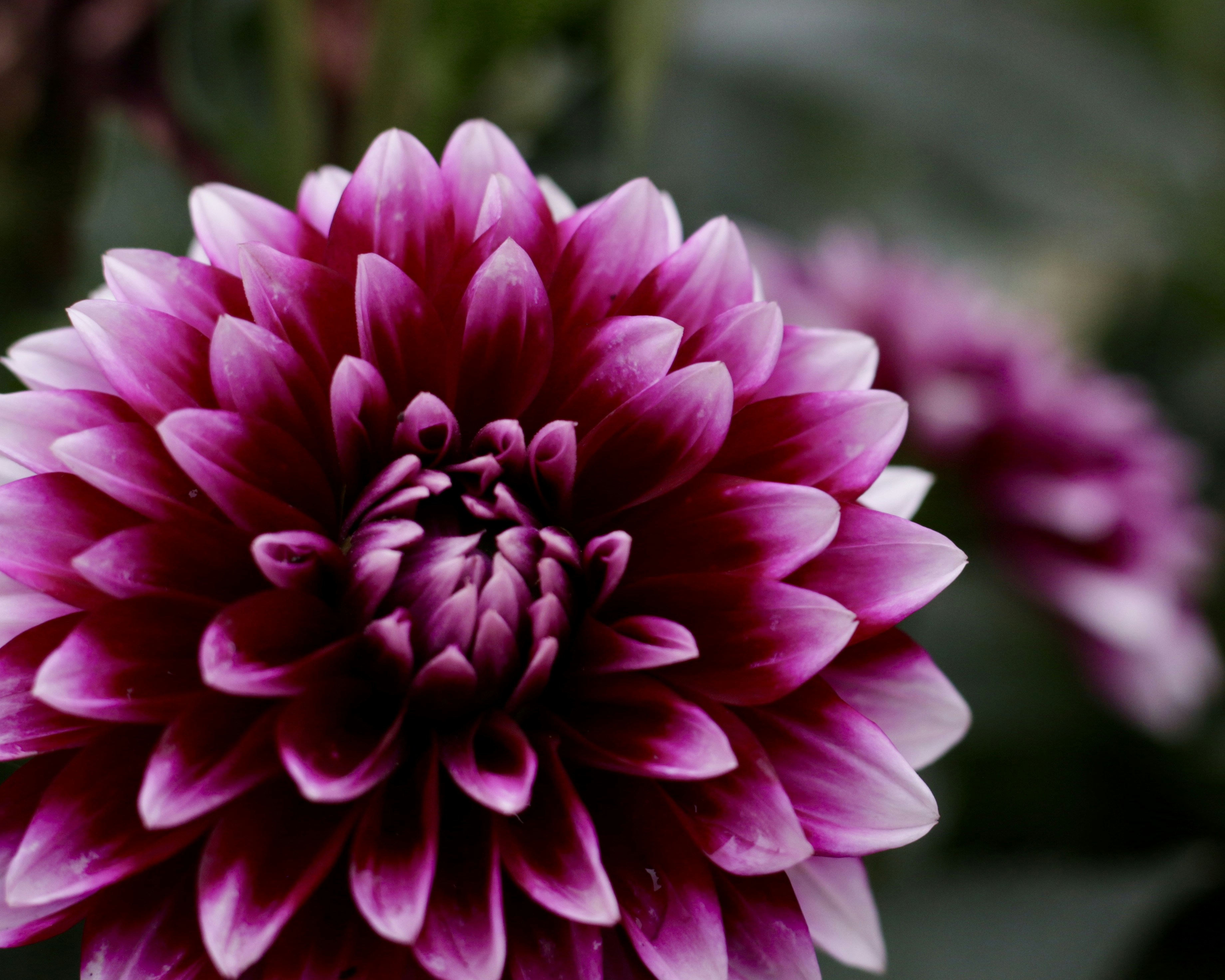 Purple Dahlia