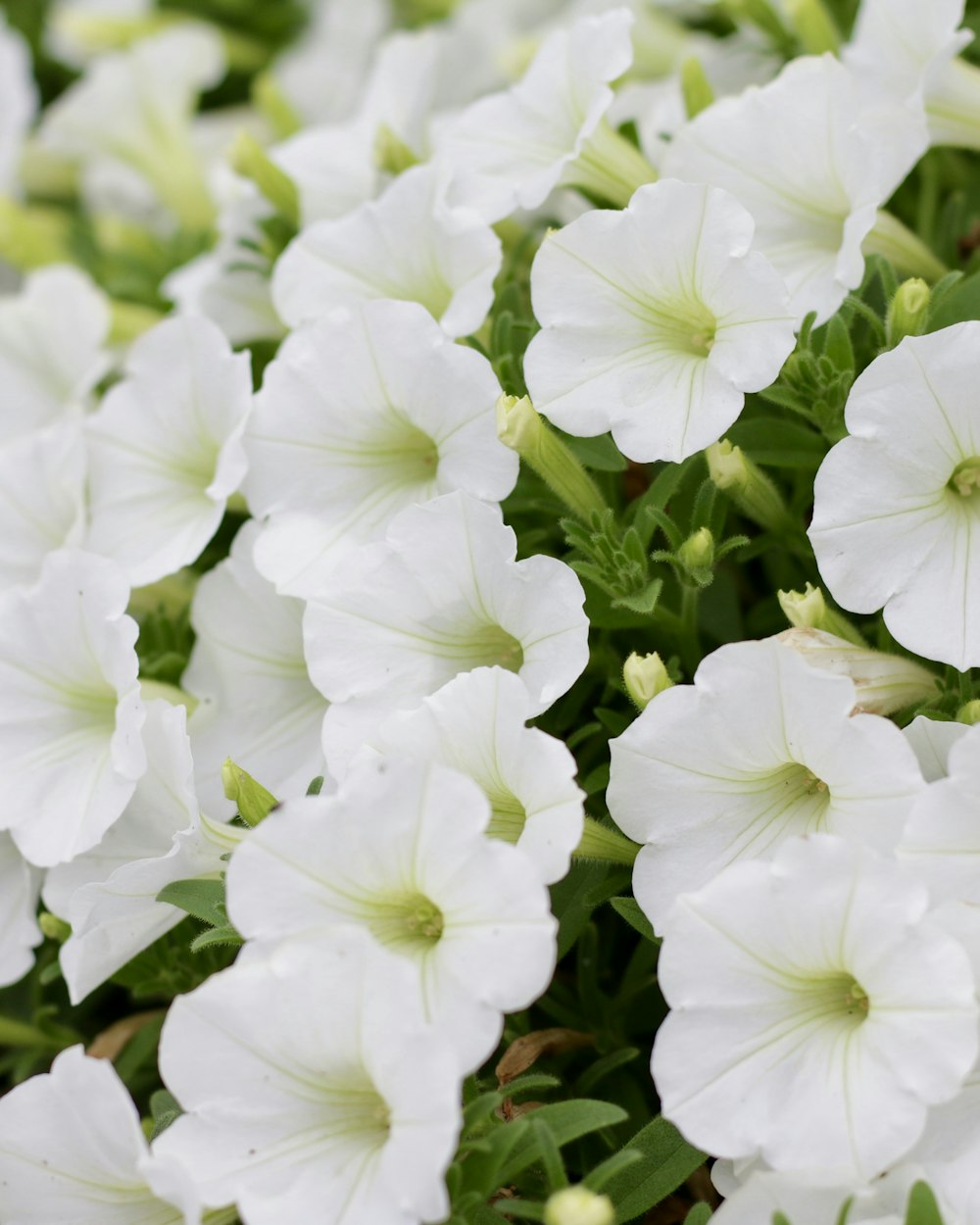 a group of white flowers