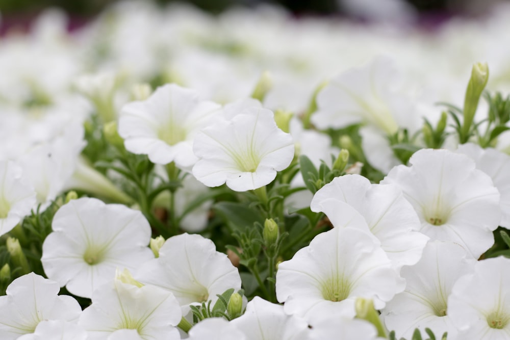 a group of white flowers