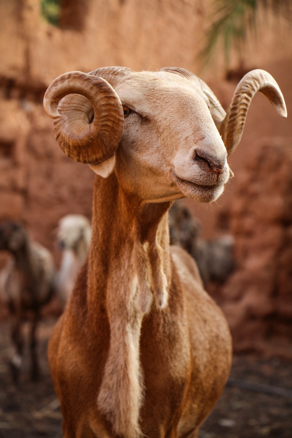 a goat with horns