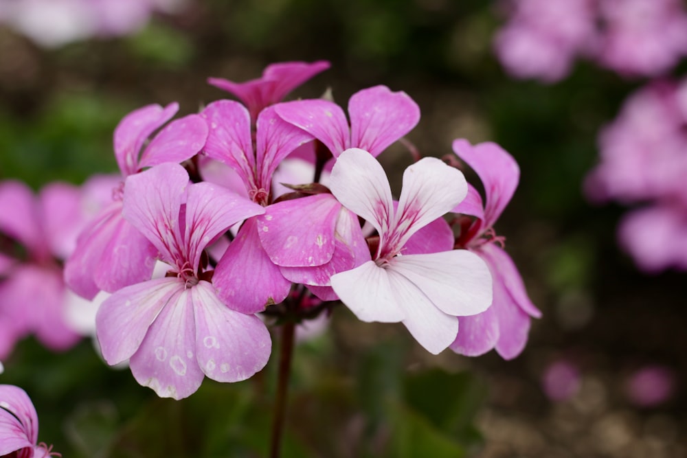 a close up of a flower