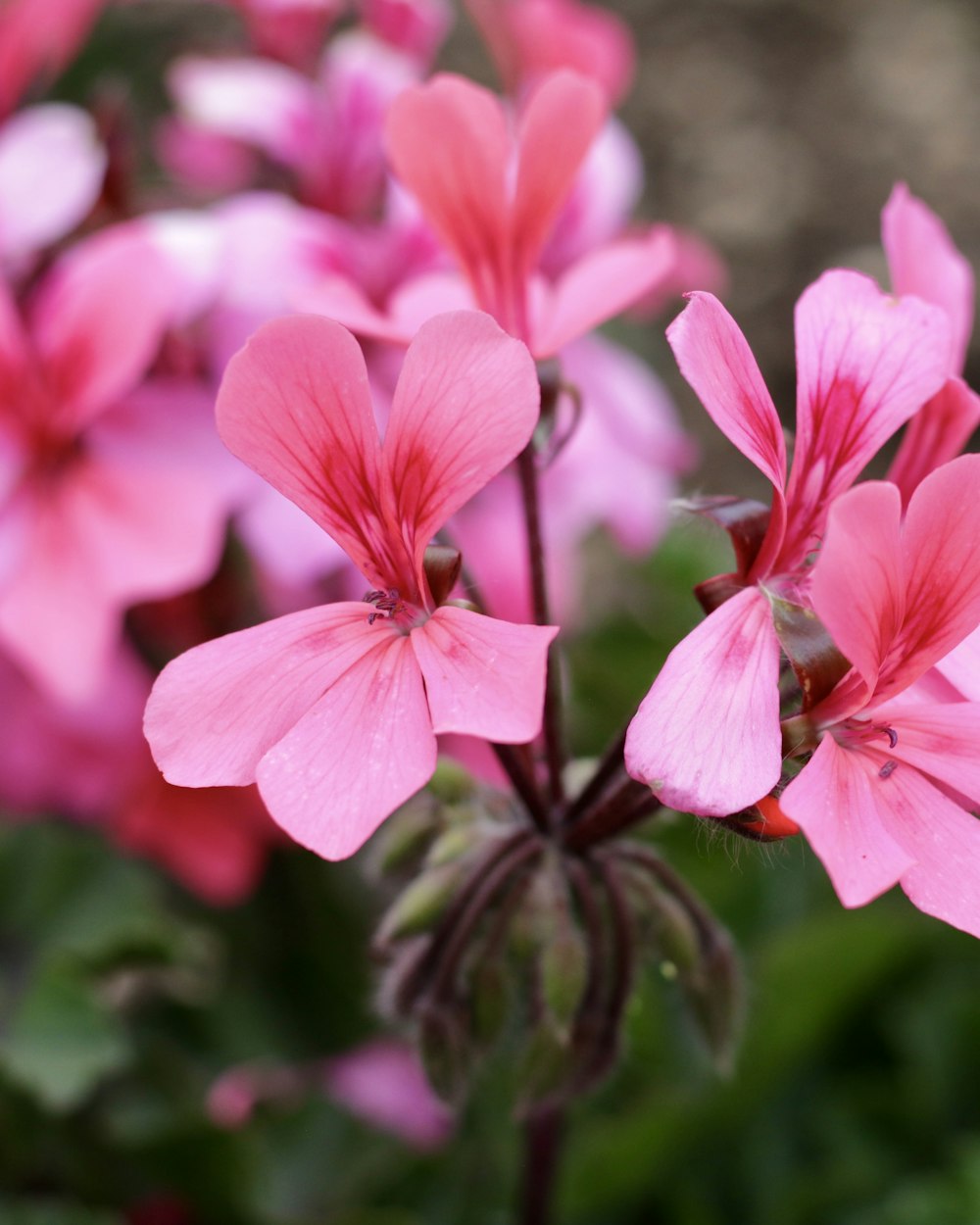 a close up of pink flowers