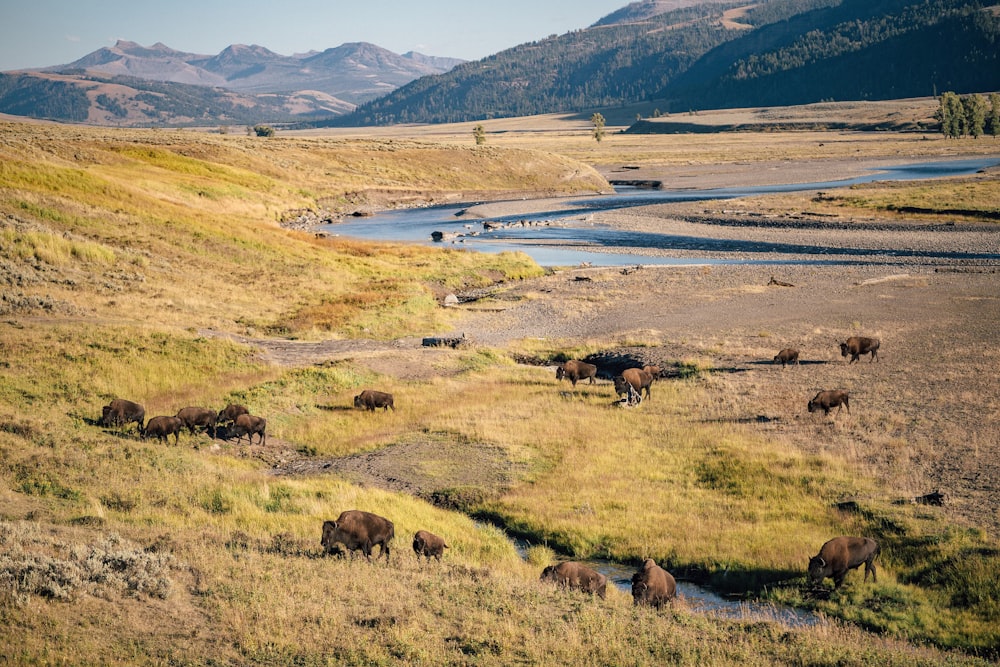 a group of animals stand in a grassy field