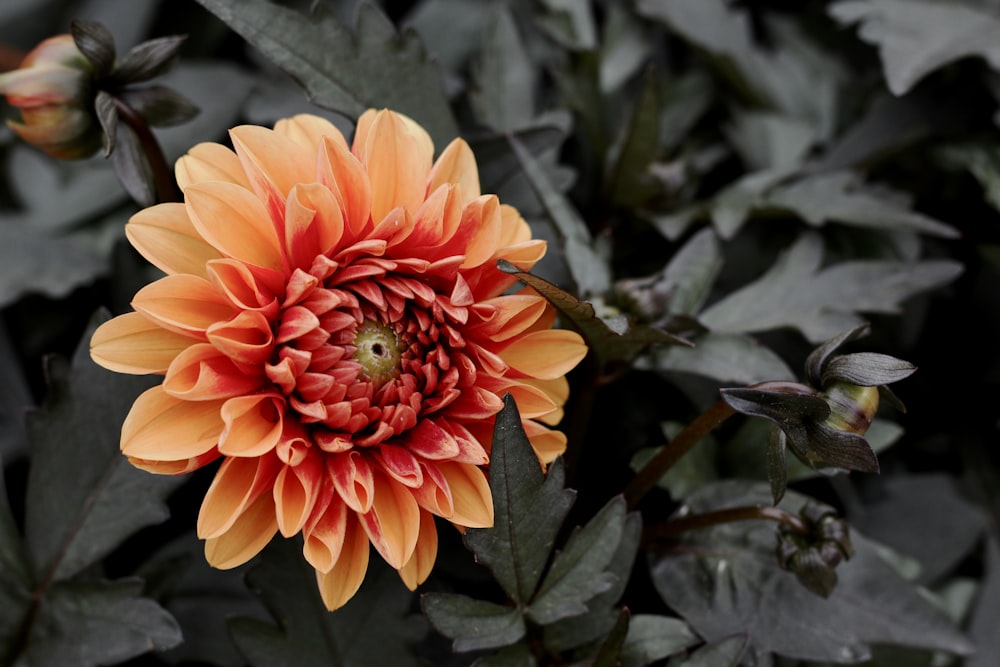 a close up of a flower