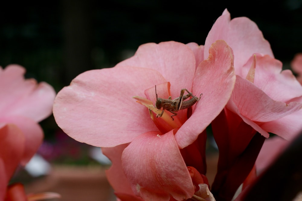 a bug on a pink flower