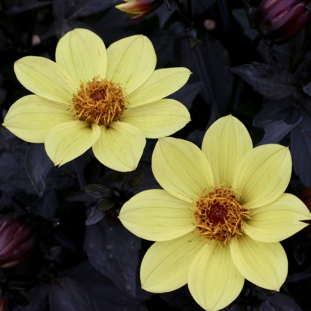 un par de flores amarillas