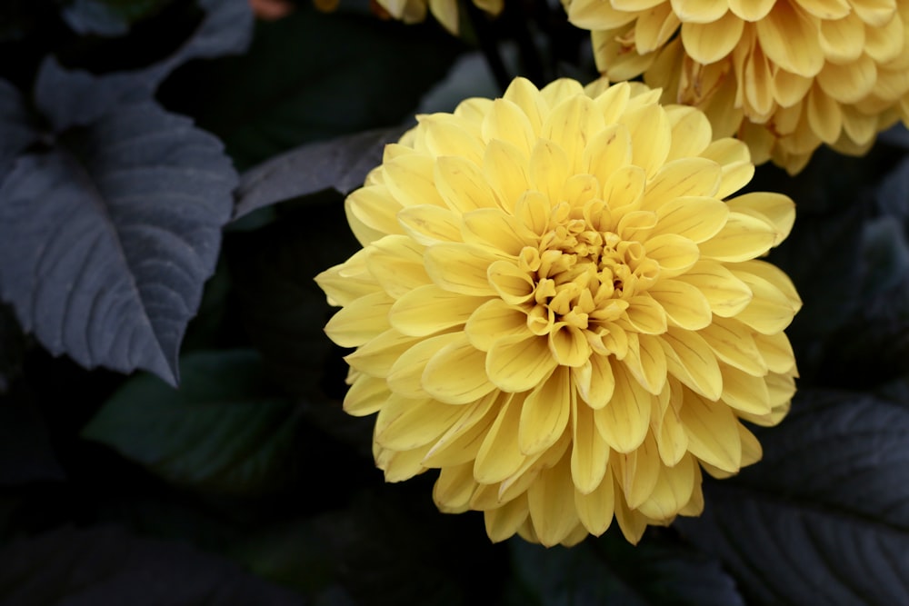 a yellow flower with green leaves