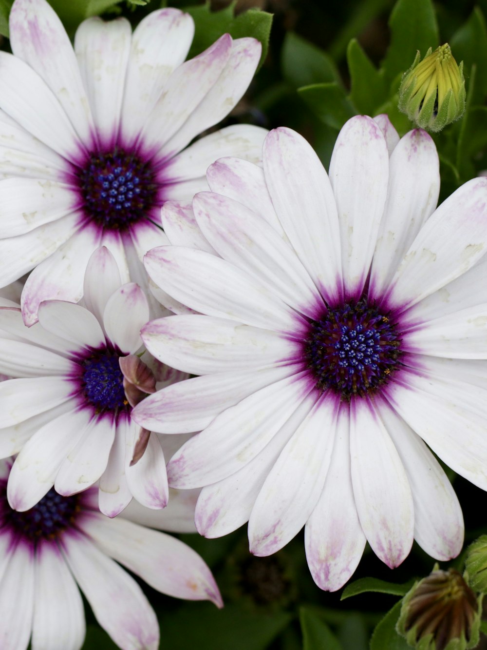 a close up of flowers