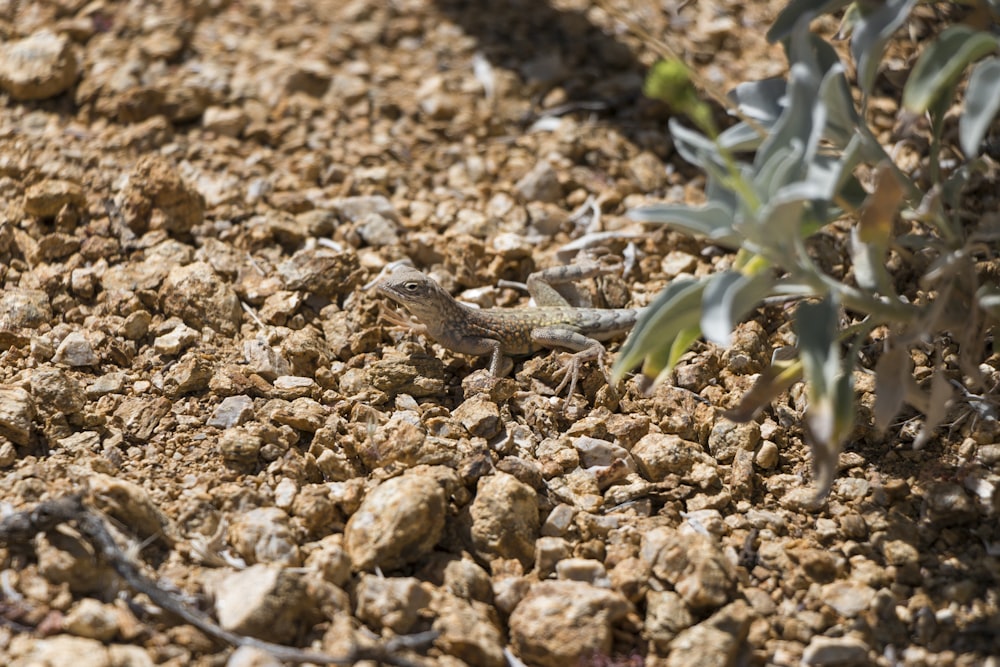 a lizard on the ground